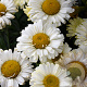Leucanthemum (S) 'Real Dream' GM P9