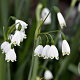 Leucojum aestivum 10-12 cm verpakt per 100