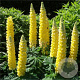 Lupinus 'Desert Sun' GM  P11