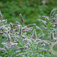 Mentha longifolia 'Silver Form' GM P9