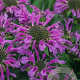 Monarda Bee-You Bee-Pretty GM P9