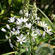 Ornithogalum Sochii 12 cm verpakt per 50