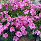 Phlox (S) 'Samson' GM P9