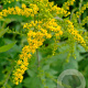 Solidago rugosa GM P9