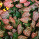 Epimedium perralc. 'Frohnleiten' GM P9