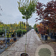 Acer pal. 'Orange Dream' 180 cm stam 25L 8-10