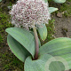 Allium karataviense 12-14 cm verpakt per 100