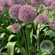 Allium 'Lucky Balloons' 18-20 cm verpakt per 25