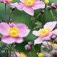 Anemone h. Little Breeze Pink GM P9