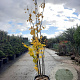Cercis canadensis 300-350 cm cont. 80L meerstammig