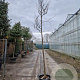 Cercis can. 'Forest Pansy' 180 cm stam container 10-12 hoge lei