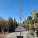 Cercis can. 'Forest Pansy' 350-400 cm container