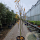 Cercis can. Red Force 250-300 cm cont. 70L