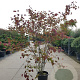 Cercis can. Red Force 300-350 cm 50L