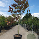 Cercis can. Red Force 300-350 cm cont. 70L