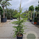 Cedrus deod. 'Aurea' 125-150 cm 18L