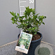 Cestrum nocturnum gm 4,0L