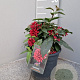 Cestrum newellii 'Scarlet Cluster' gm 4,0L