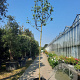 Cercis siliquastrum 200 cm stam container 12-14