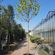 Cercis siliquastrum 200 cm stam container 14-16 hoge lei