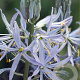Camassia cusickii 12 cm verpakt per 25