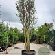 Cercis siliquastrum 500-550 cm container meerstammig