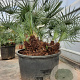 Chamaerops humilis argentea 80-100 cm container