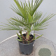 Chamaerops humilis 40-50 cm 6L
