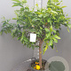 Citrus bergamia 100-110 cm 20L stam