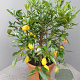Citrofortunella floridana 100 cm 10L stam oranje