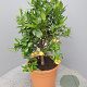 Citrus limetta 'Pursha' 100 cm 10L stam oranje