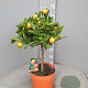 Citrofortunella microcarpa 50-60 cm 4,0L