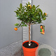 Citrofortunella microcarpa 50-60 cm 4,0L