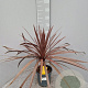 Cordyline aus. 'Red Star' gm 4,0L