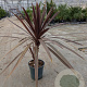 Cordyline aus. 'Red Star' gm 4,0L