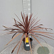 Cordyline aus. 'Red Star' gm 4,0L