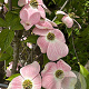 Cornus fl. 'Cherokee Brave' 250-300 cm cont. 130L