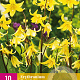 Erythronium 'Pagoda' 10 cm verpakt per 50