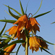 Fritillaria 'Early Dream' 15-18 verpakt per 10
