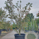 Cornus k. 'Milky Way' 200-250 cm cont. 130L meerstammig