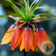 Fritillaria imperialis 'Rubra' 18+ verpakt per 10
