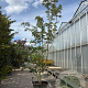 Cornus k. 'Milky Way' 400-450 cm container