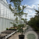 Cornus k. 'Milky Way' 400-450 cm container