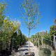 Crataegus laev. 'Paul's Sc. Hamlet' 180 cm stam container 20-25
