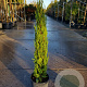 Cupressus semp. 'Pyramidalis' 80-100 cm container