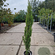 Cupressus semp. 'Totem' 100-125 cm 3,0L