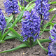 Hyacinthus orientalis 'Blue Pearl' 15-17CM verpakt per 50