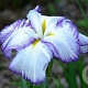 Iris e. 'Light at Dawn' GM P9