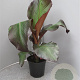 Ensete ventricosum 'Maurelii' GM C6L