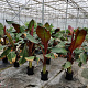 Ensete ventricosum 'Maurelii' GM C6L